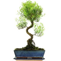 Brush cerry, Bonsai, 12 years, 52cm