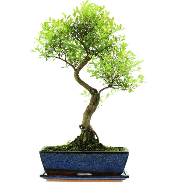 Eugenia, Bonsai, 12 ans, 53cm