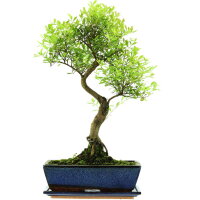 Eugenia, Bonsai, 12 anni, 53cm