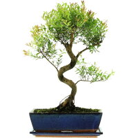 Kirschmyrte, Bonsai, 12 Jahre, 49cm