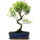 Brush cerry, Bonsai, 12 years, 49cm