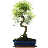 Kirschmyrte, Bonsai, 12 Jahre, 55cm