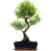 Kirschmyrte, Bonsai, 12 Jahre, 57cm