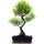 Brush cerry, Bonsai, 12 years, 57cm