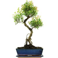 Kirschmyrte, Bonsai, 12 Jahre, 56cm