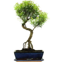 Brush cerry, Bonsai, 12 years, 55cm