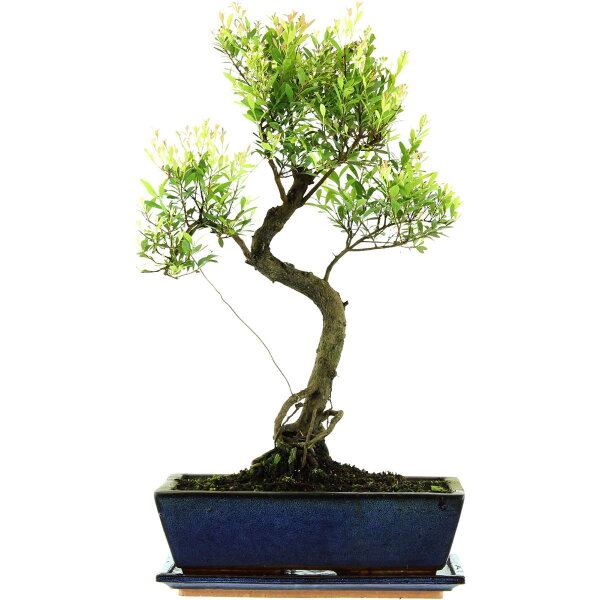 Brush cerry, Bonsai, 12 years, 52cm