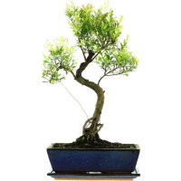 Syzygium, Bonsai, 12 a&ntilde;os, 52cm