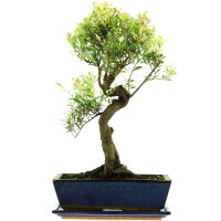 Brush cerry, Bonsai, 12 years, 50cm