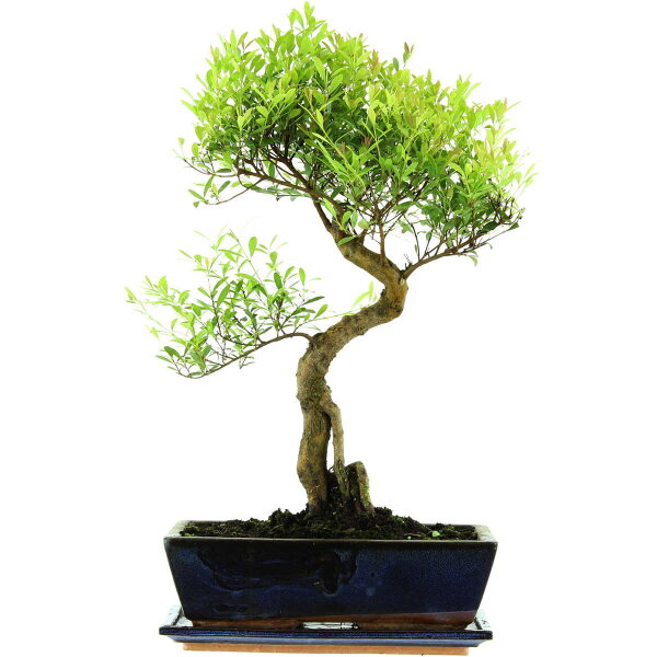 Brush cerry, Bonsai, 12 years, 51cm