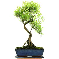 Brush cerry, Bonsai, 12 years, 54cm