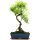 Brush cerry, Bonsai, 12 years, 54cm