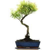 Kirschmyrte, Bonsai, 12 Jahre, 53cm