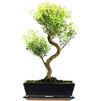 Kirschmyrte, Bonsai, 12 Jahre, 51cm