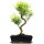 Brush cerry, Bonsai, 12 years, 51cm