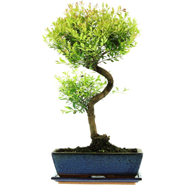 Syzygium, Bonsai, 12 años, 54cm