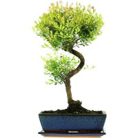 Brush cerry, Bonsai, 12 years, 54cm