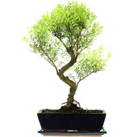 Syzygium, Bonsai, 12 años, 53cm