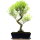 Brush cerry, Bonsai, 12 years, 53cm