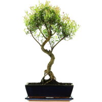 Syzygium, Bonsai, 12 años, 56cm