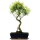 Syzygium, Bonsai, 12 letnie, §56§cm