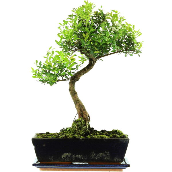 Eugenia, Bonsai, 12 ans, 48cm