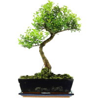 Kirschmyrte, Bonsai, 12 Jahre, 48cm