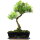 Brush cerry, Bonsai, 12 years, 48cm