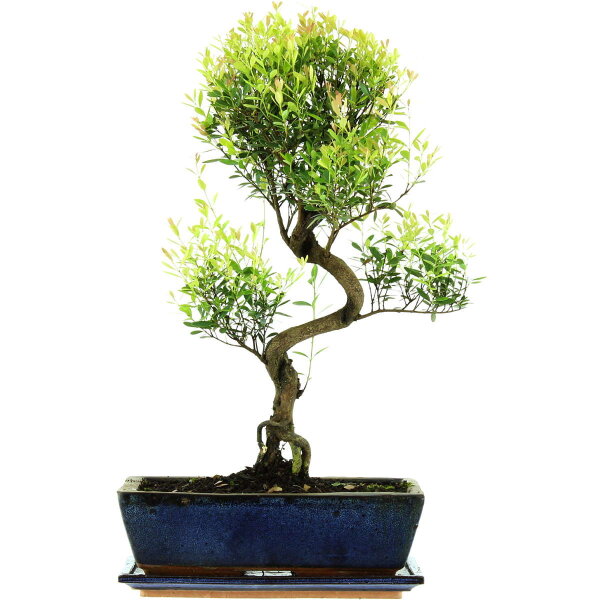 Eugenia, Bonsai, 12 anni, 52cm