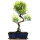 Brush cerry, Bonsai, 12 years, 52cm