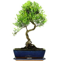 Syzygium, Bonsai, 12 años, 52cm