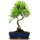 Syzygium, Bonsai, 12 letnie, §52§cm