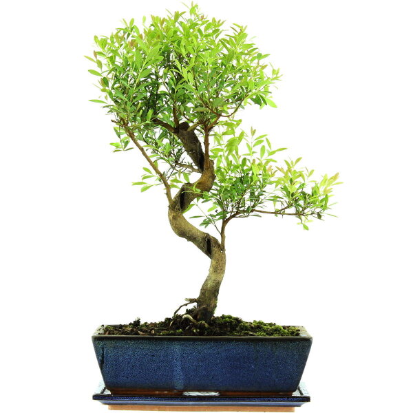 Brush cerry, Bonsai, 12 years, 50cm