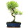 Syzygium, Bonsai, 12 letnie, §50§cm