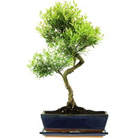 Brush cerry, Bonsai, 12 years, 52cm