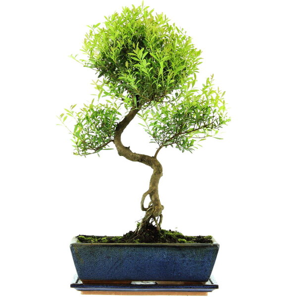 Brush cerry, Bonsai, 12 years, 52cm