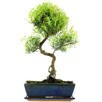 Kirschmyrte, Bonsai, 12 Jahre, 52cm