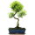 Brush cerry, Bonsai, 12 years, 52cm