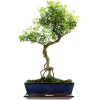 Brush cerry, Bonsai, 12 years, 52cm