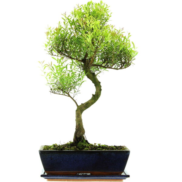 Brush cerry, Bonsai, 12 years, 54cm