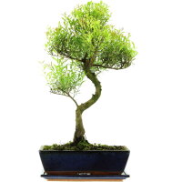 Syzygium, Bonsai, 12 años, 54cm