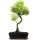 Brush cerry, Bonsai, 12 years, 54cm