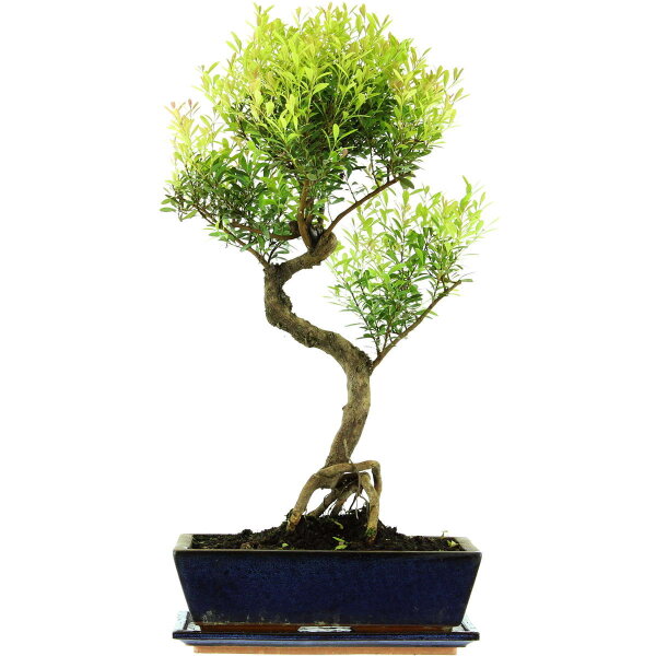 Brush cerry, Bonsai, 12 years, 58cm