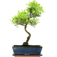 Brush cerry, Bonsai, 12 years, 50cm