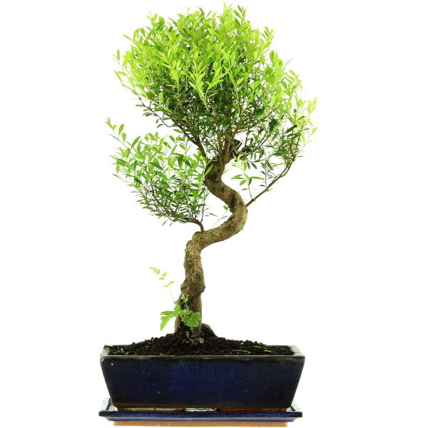 Eugenia, Bonsai, 12 ans, 56cm