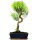 Brush cerry, Bonsai, 12 years, 56cm