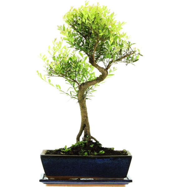 Syzygium, Bonsai, 12 años, 53cm