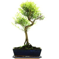 Brush cerry, Bonsai, 12 years, 53cm