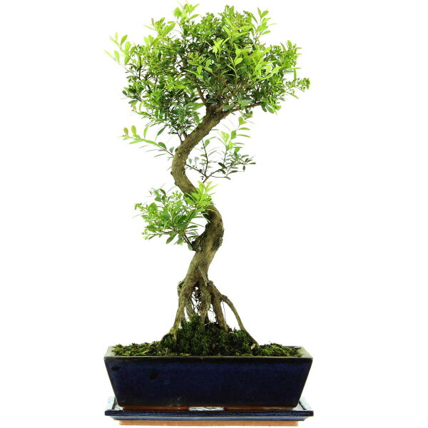 Brush cerry, Bonsai, 12 years, 54cm