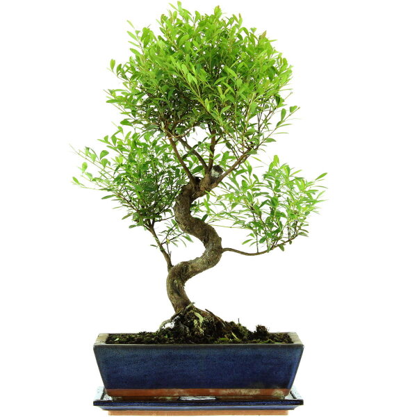 Brush cerry, Bonsai, 12 years, 52cm